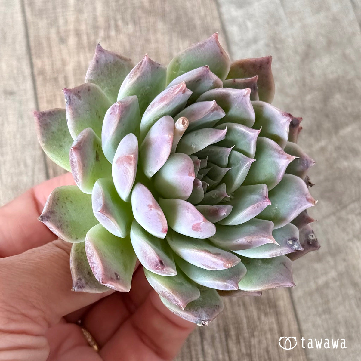 Sanko (Air Magic Nursery Seedlings)