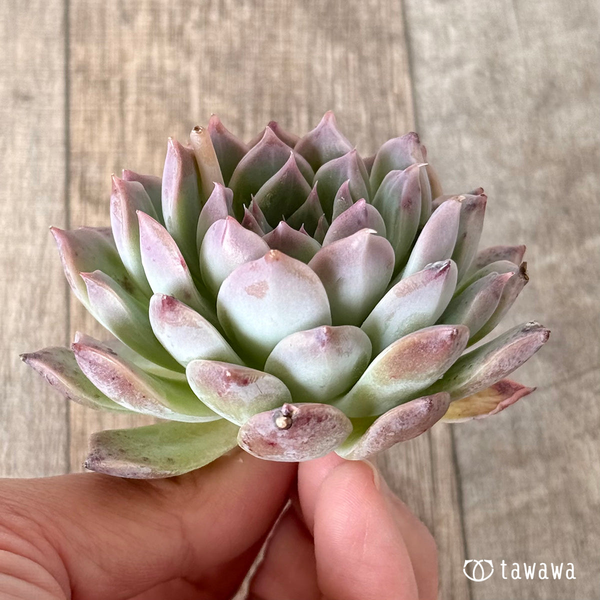 Sanko (Air Magic Nursery Seedlings)