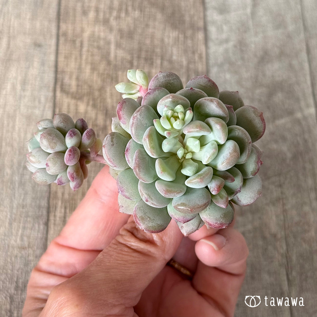 パールビーン(エアーマジック農園苗)