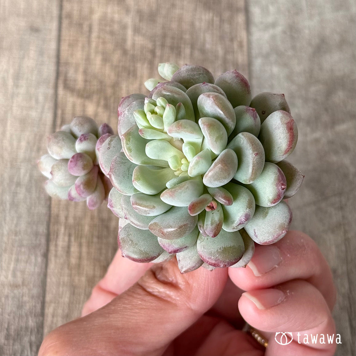 Pearl Bean (Air Magic Farm Seedling)