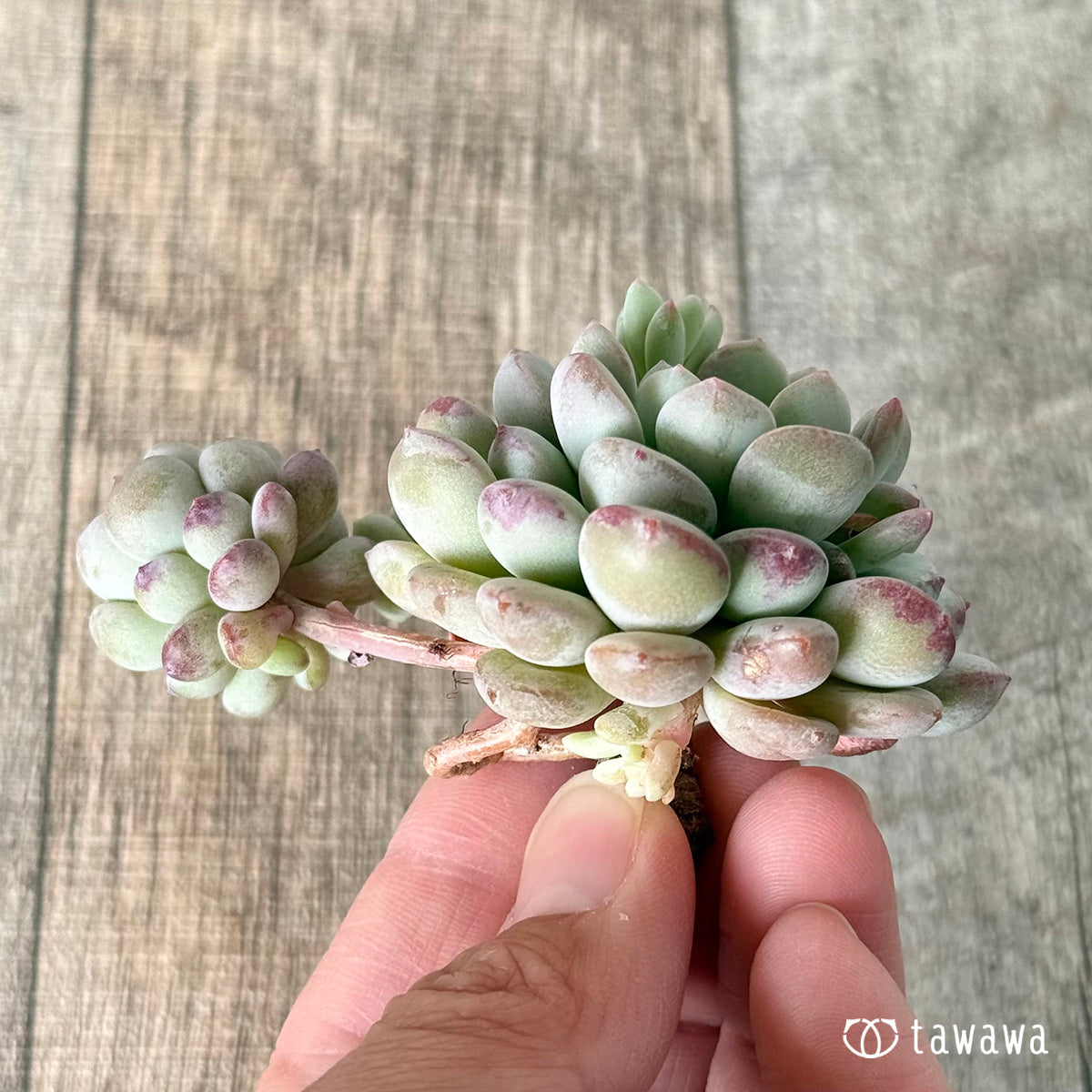 Pearl Bean (Air Magic Farm Seedling)