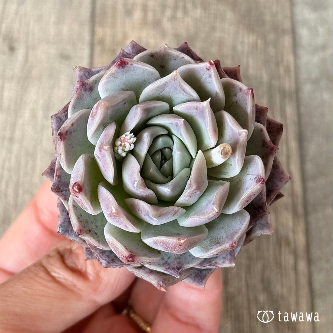 ファントムオブピンク(エアーマジック農園苗)