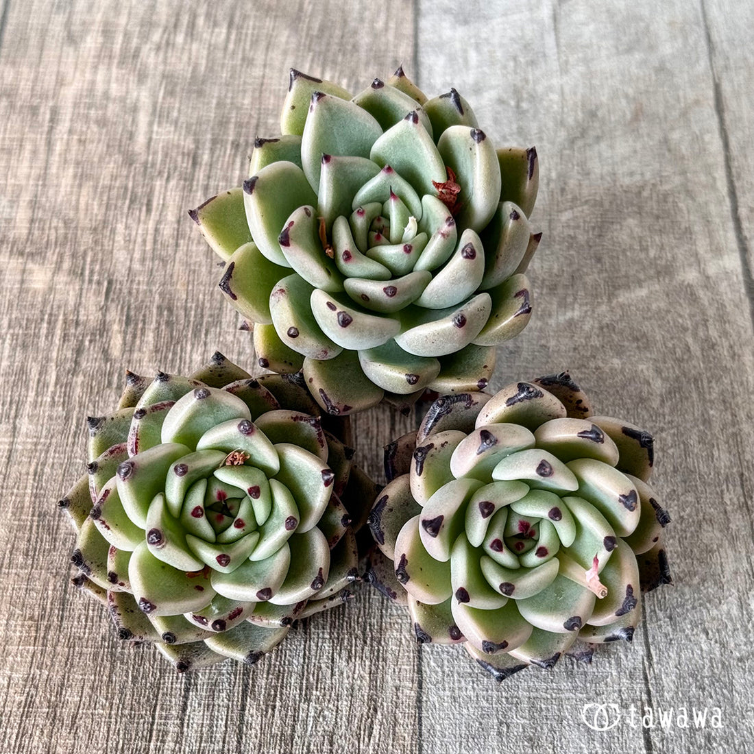 スーパーサラ(エアーマジック農園苗)