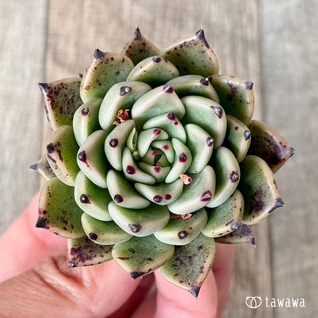 スーパーサラ(エアーマジック農園苗)