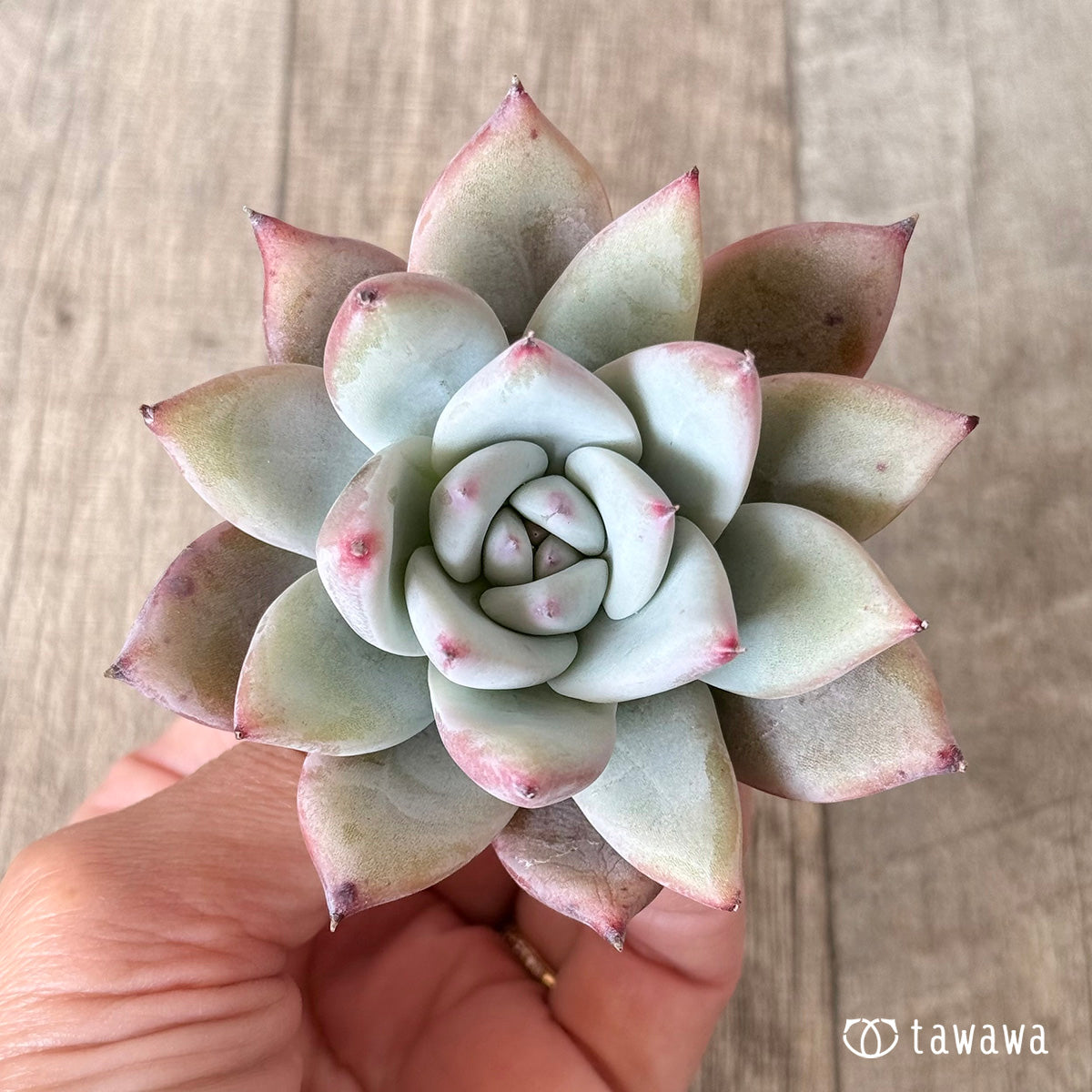 Echeveria colorata &