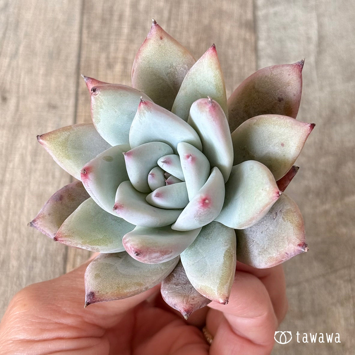 Echeveria colorata &