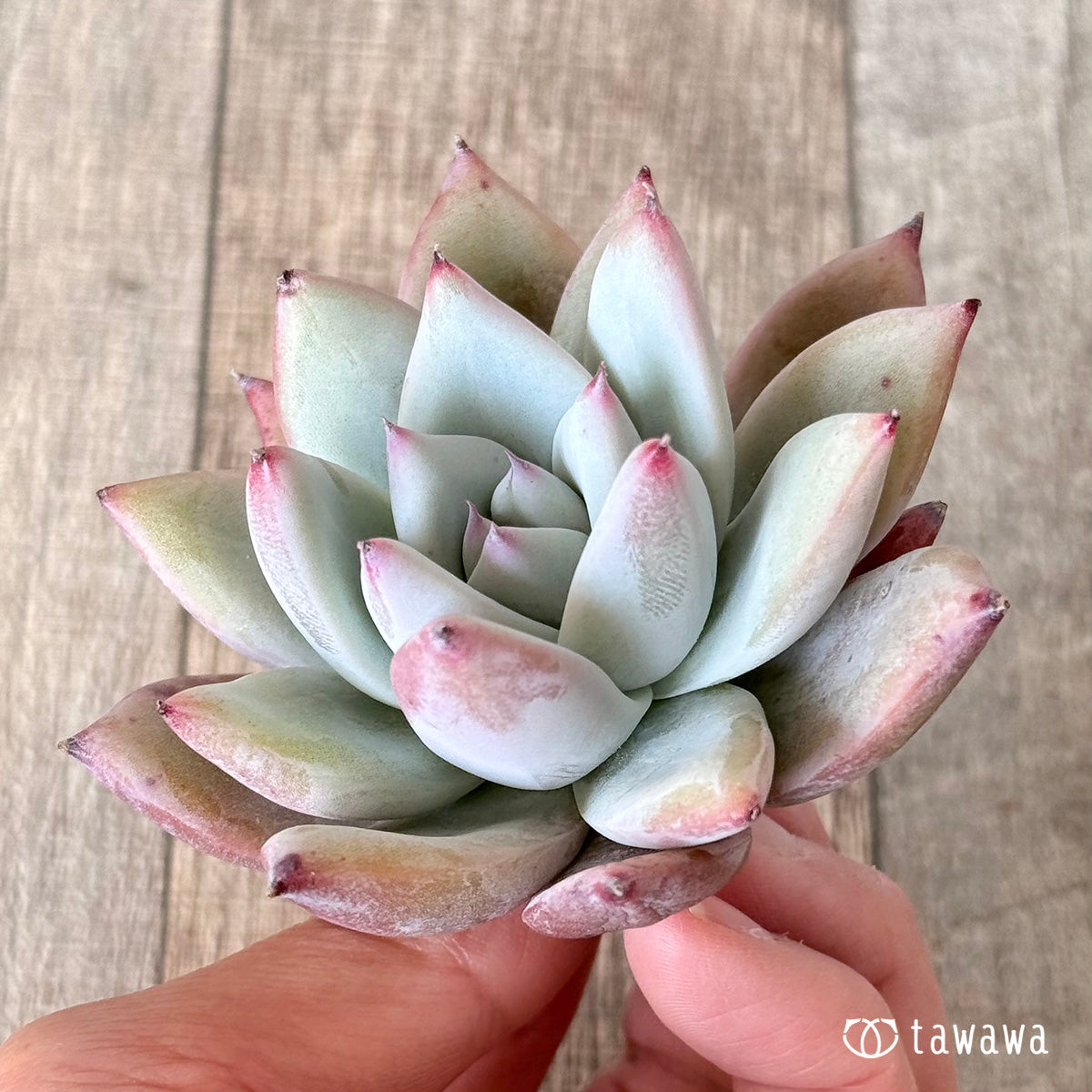 Echeveria colorata &