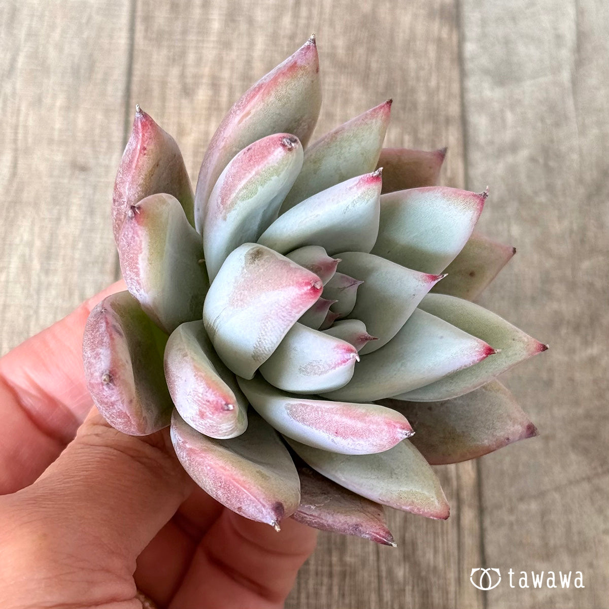 Echeveria colorata &