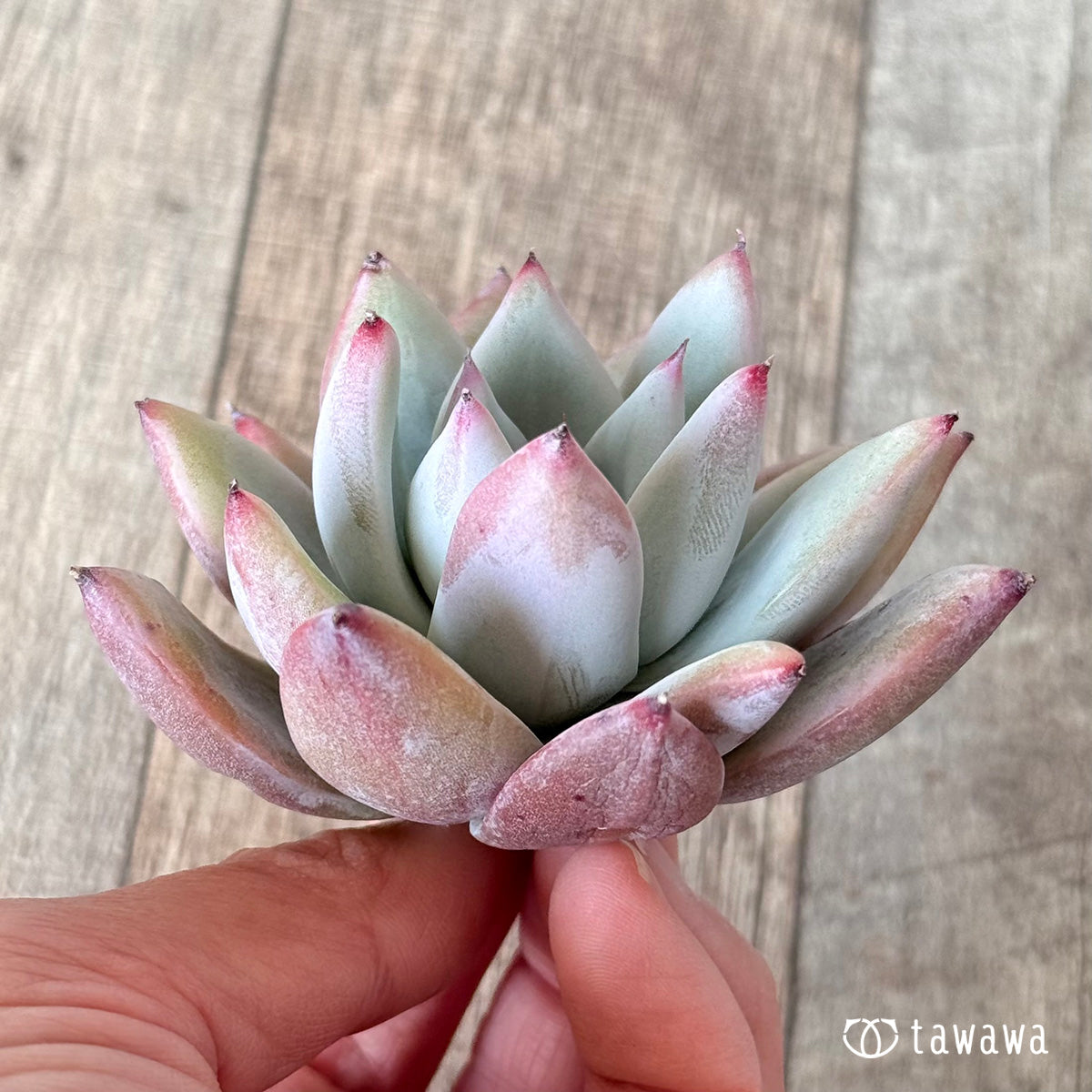 Echeveria colorata &