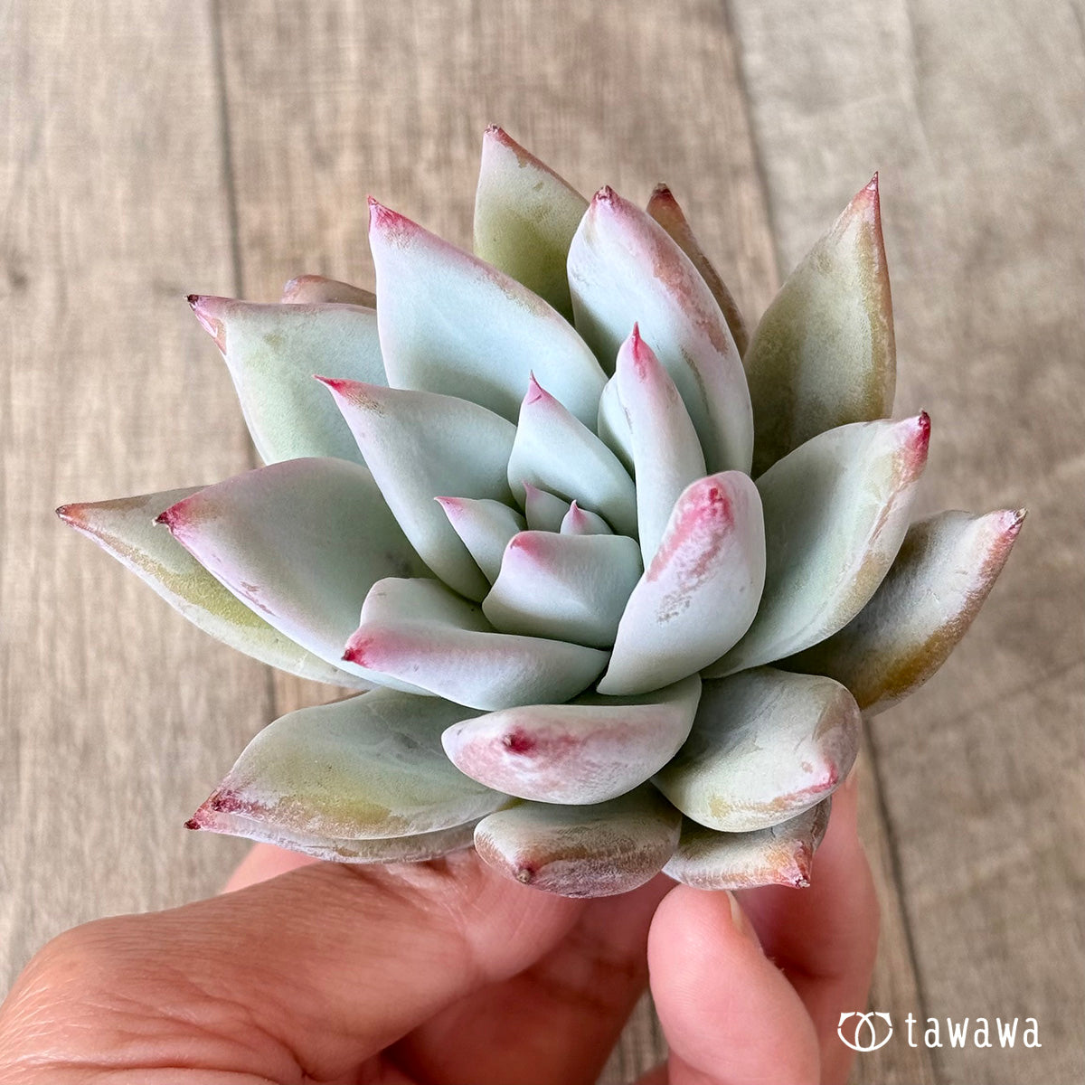 Echeveria colorata &