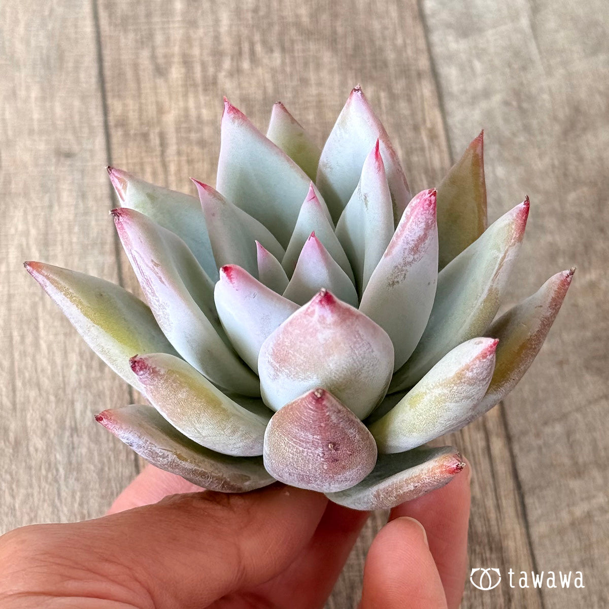 Echeveria colorata &