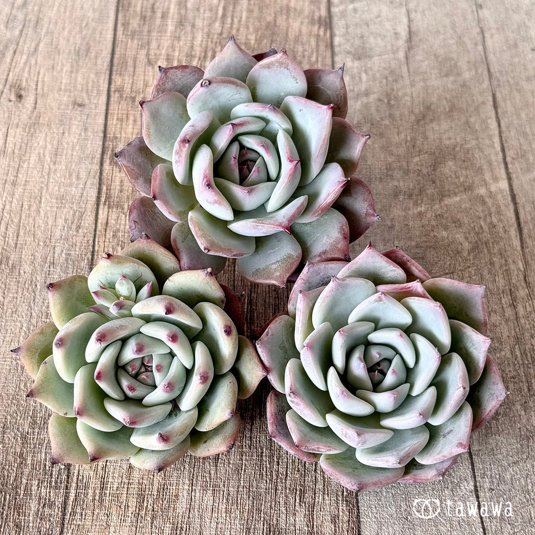 チコ(エアーマジック農園苗)