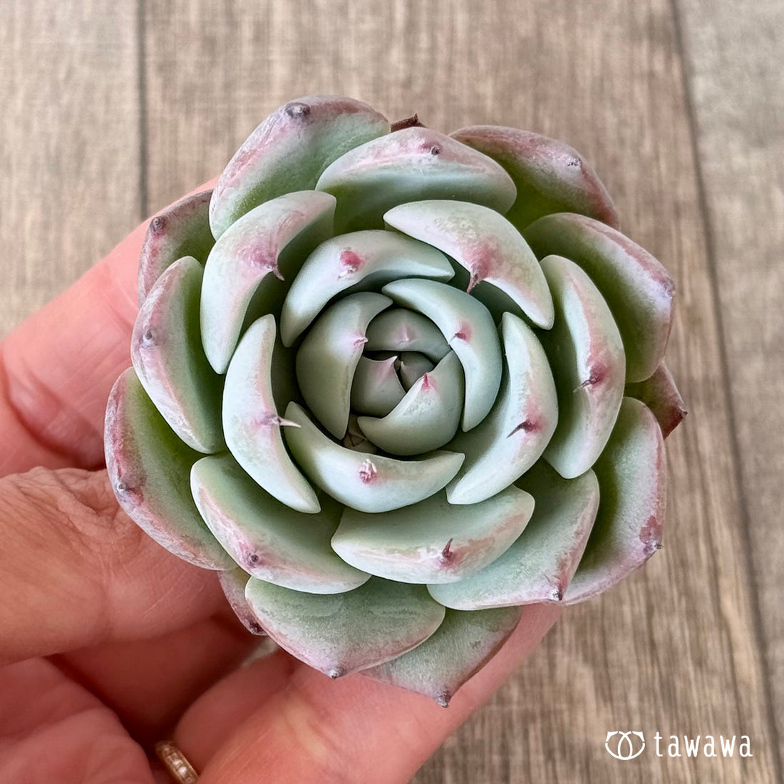 チコ(エアーマジック農園苗)