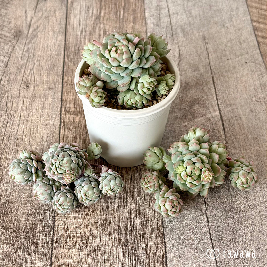 ピンクローサ(エアーマジック苗)