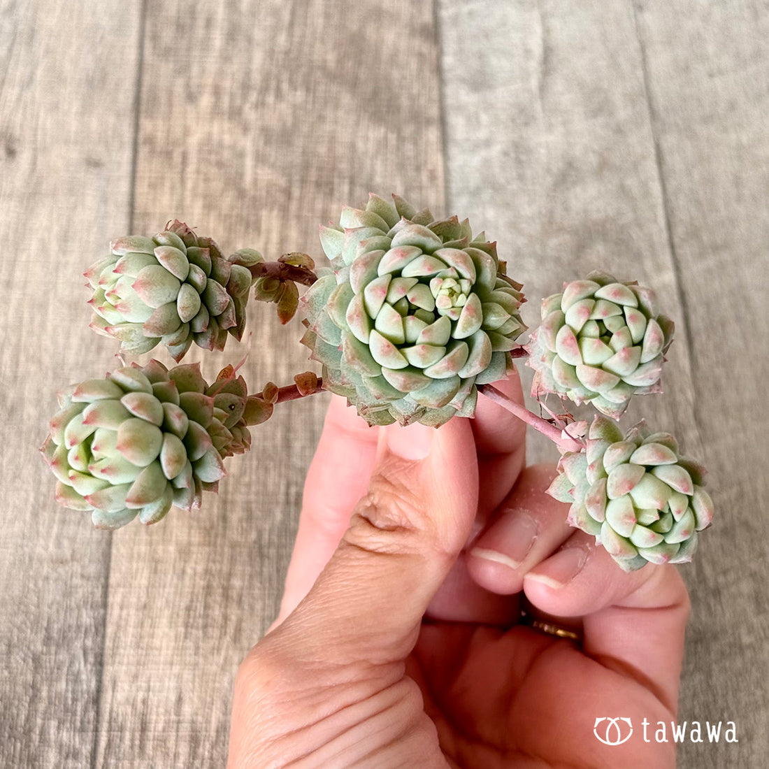 ピンクローサ(エアーマジック苗)