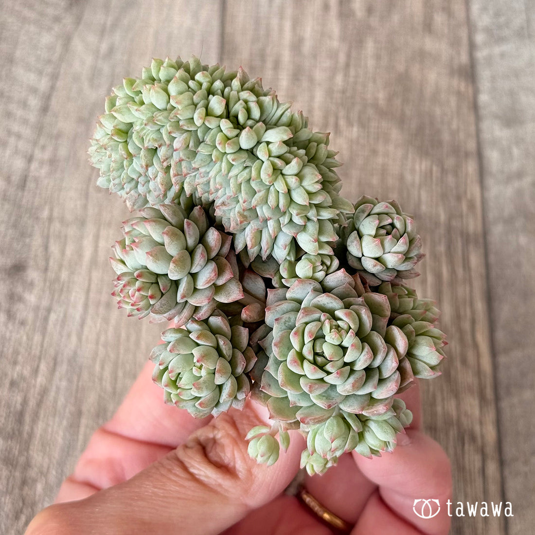 ピンクローサ綴化(エアーマジック苗)