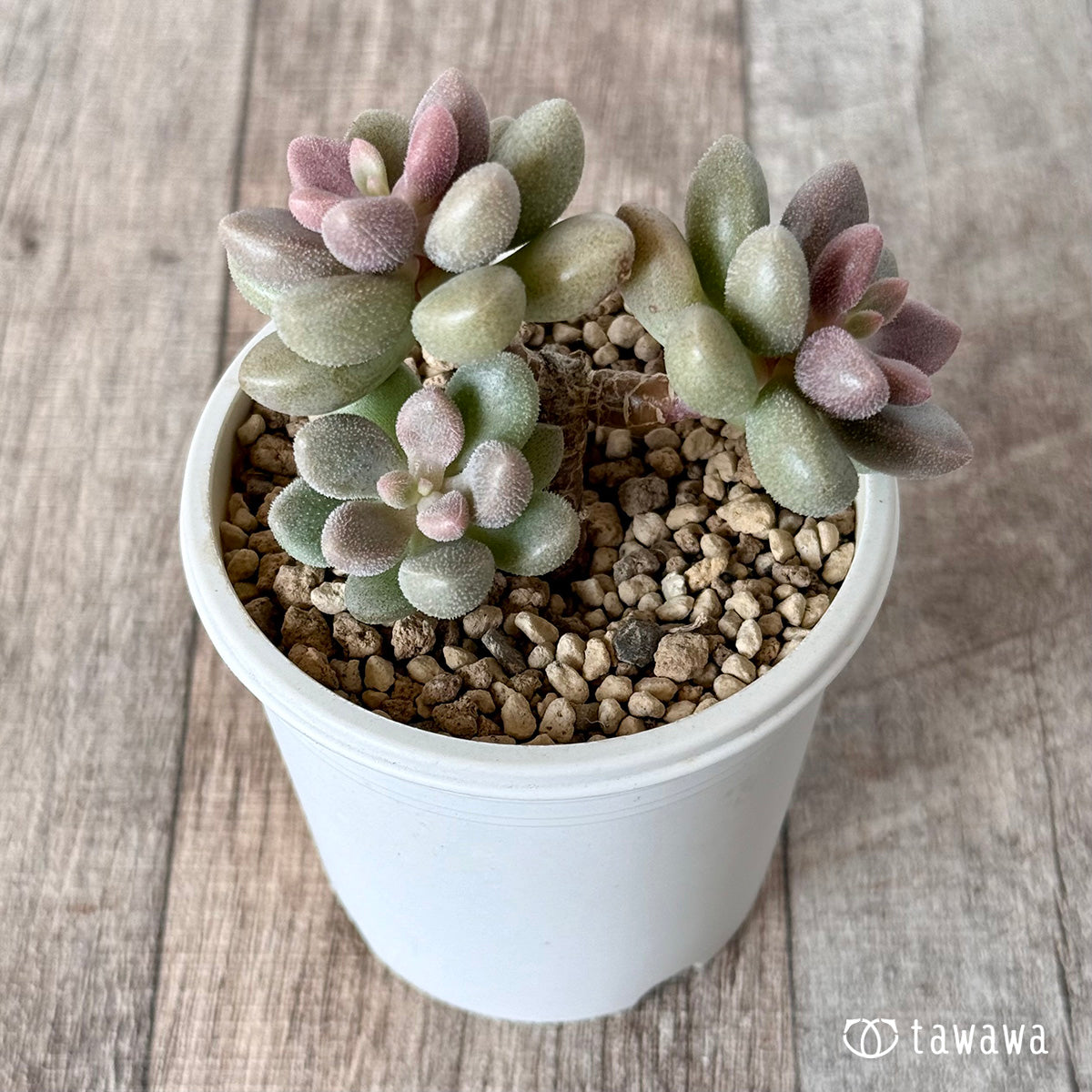 Angels Kiwi (Air Magic Farm Seedling)
