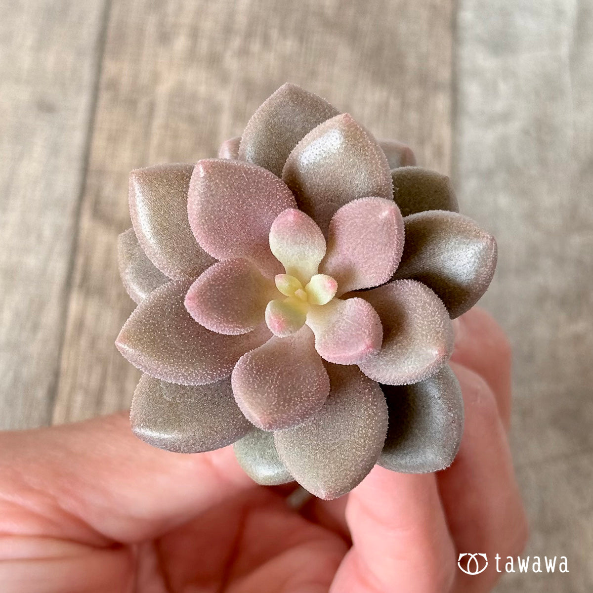 Angels Kiwi (Air Magic Farm Seedling)