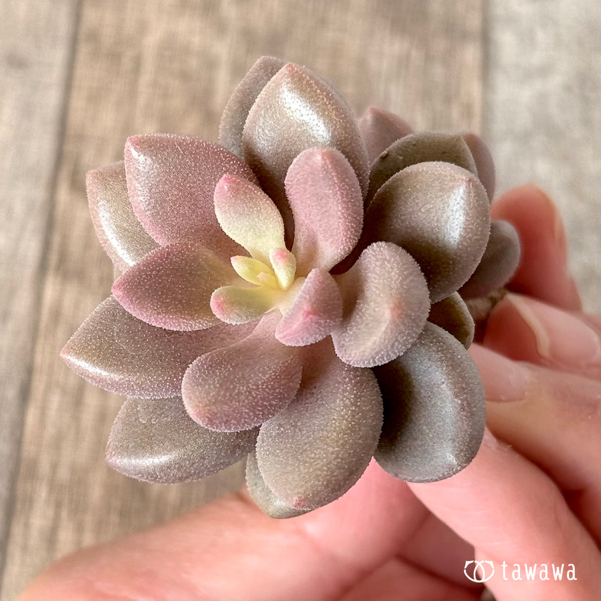 Angels Kiwi (Air Magic Farm Seedling)