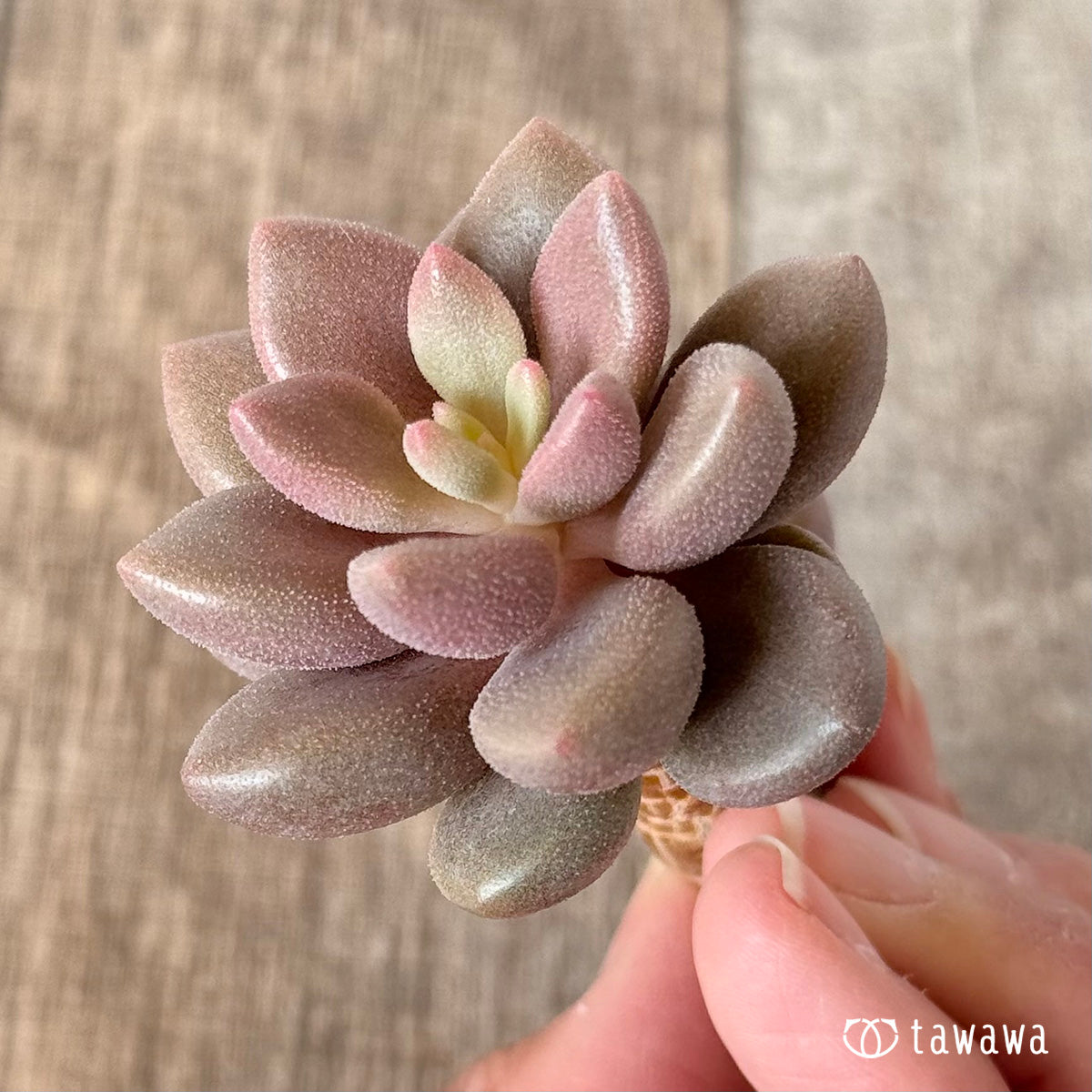 Angels Kiwi (Air Magic Farm Seedling)