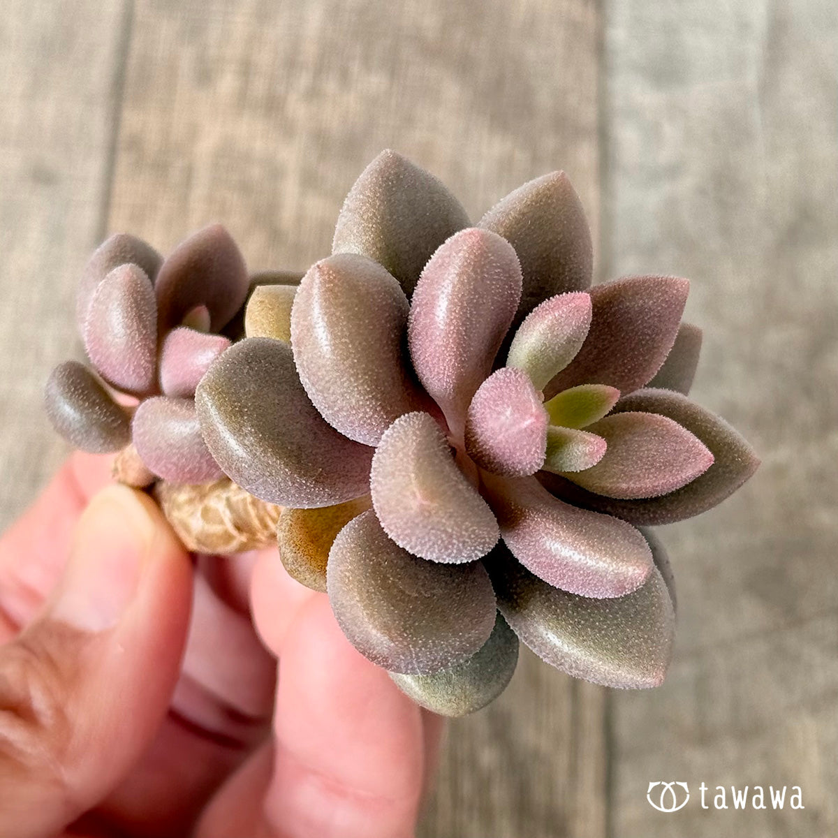 Angels Kiwi (Air Magic Farm Seedling)