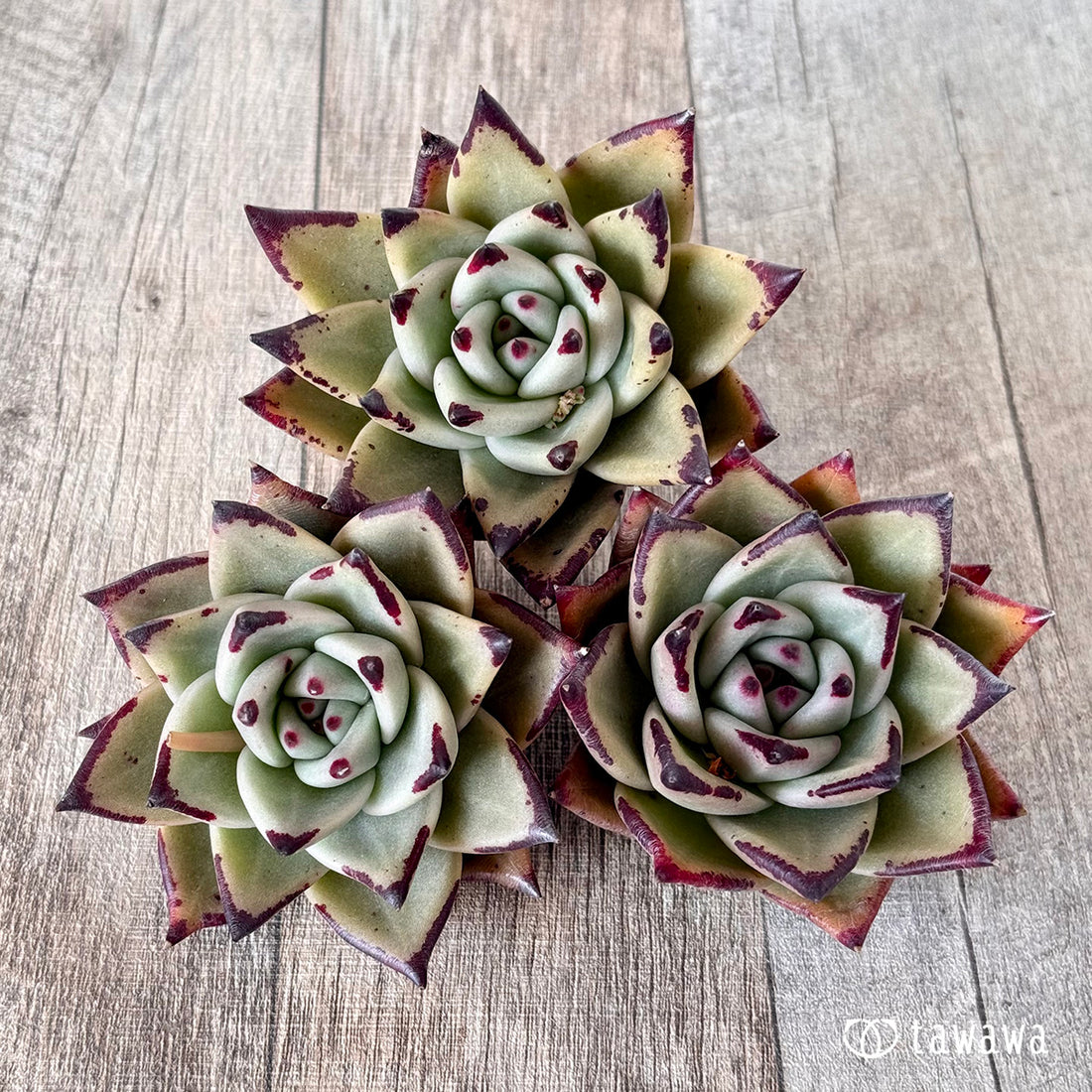 スーパーレッド(エアーマジック農園苗)