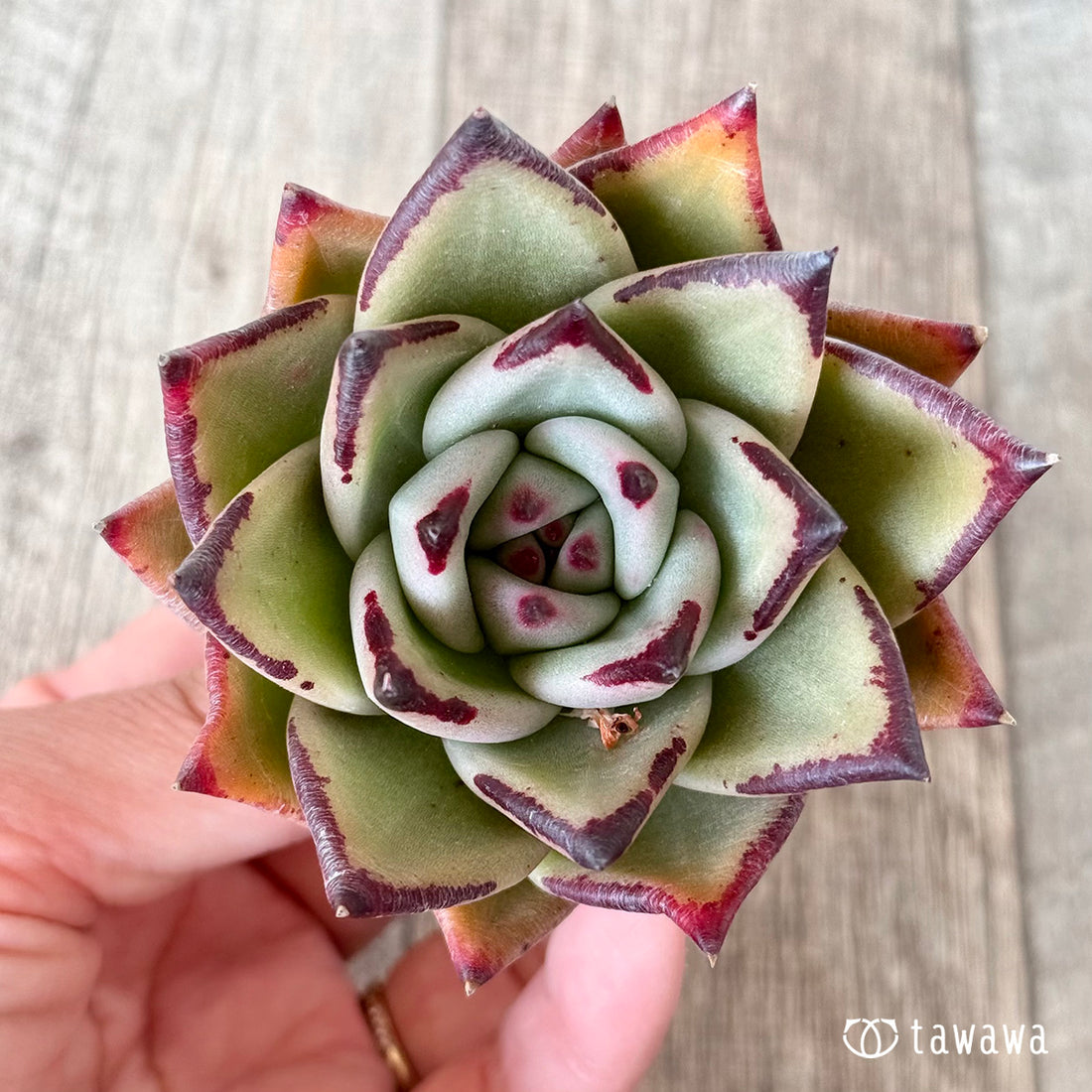 スーパーレッド(エアーマジック農園苗)