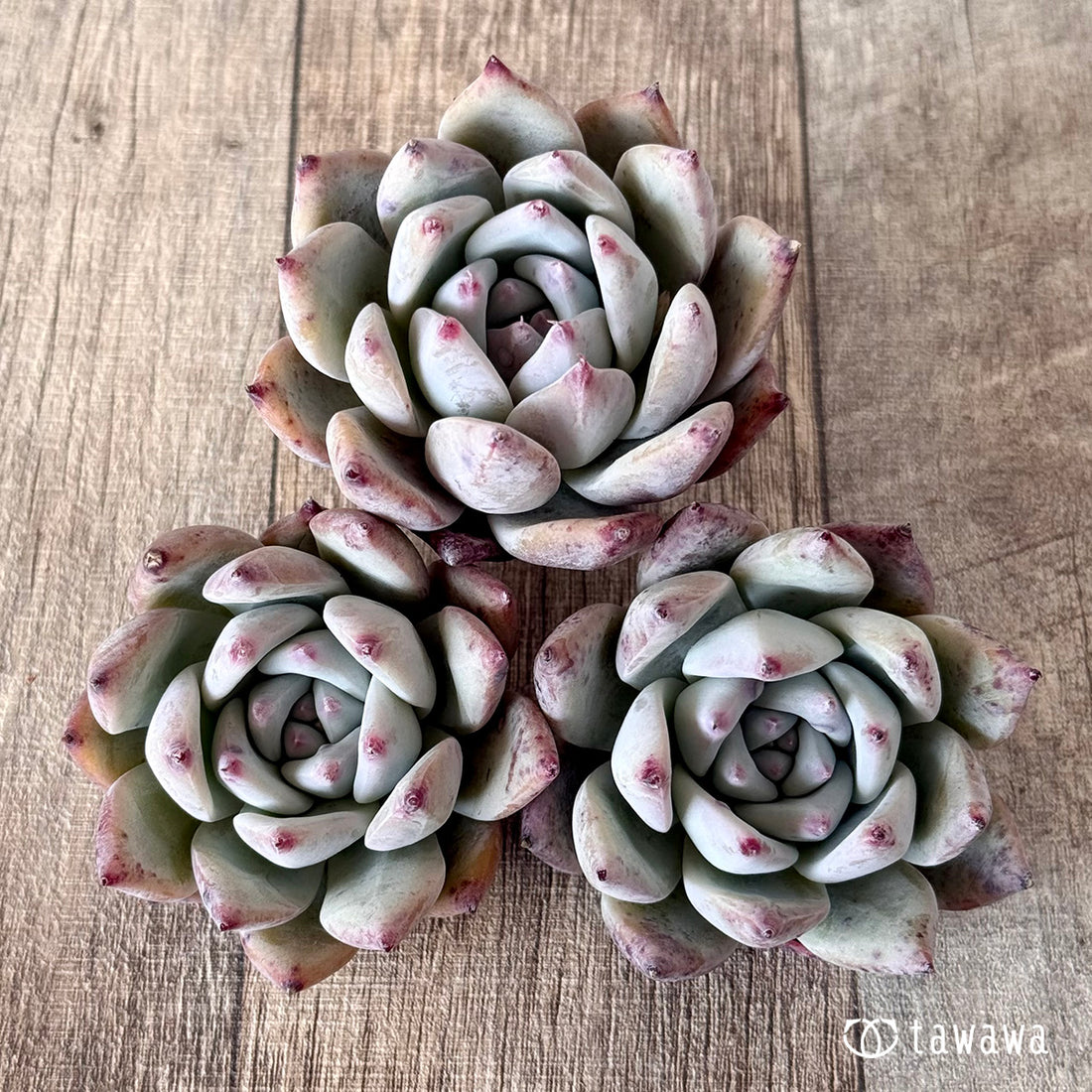 ヒタコ(エアーマジック農園苗)