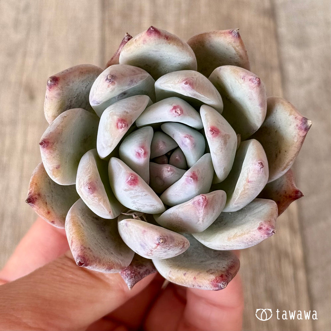 ヒタコ(エアーマジック農園苗)