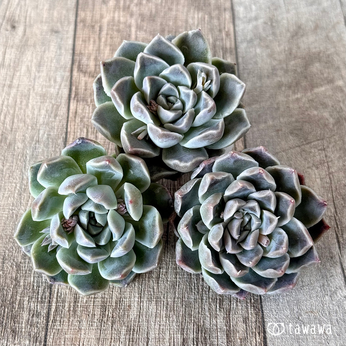 Echeveria &