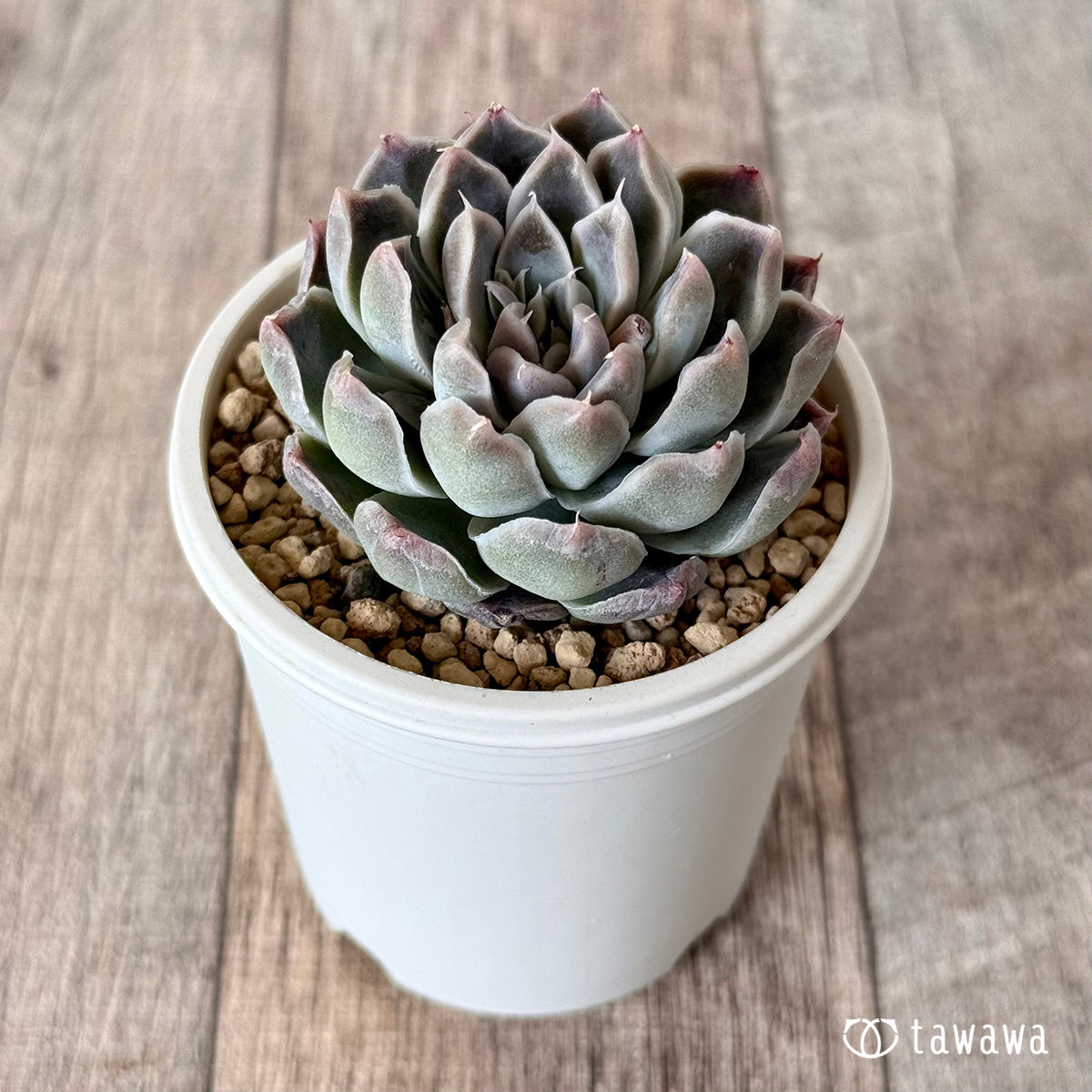 Echeveria &