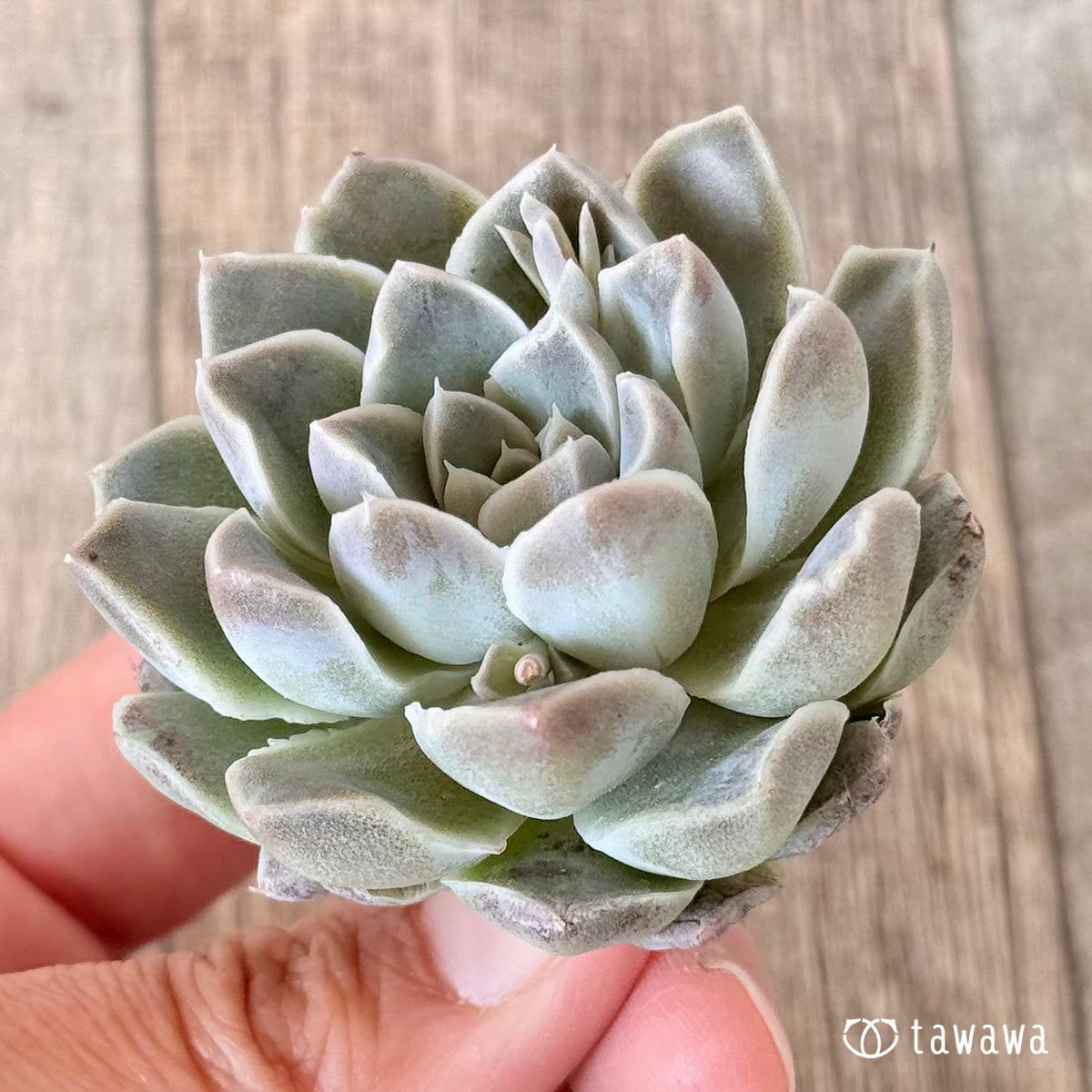 Echeveria &
