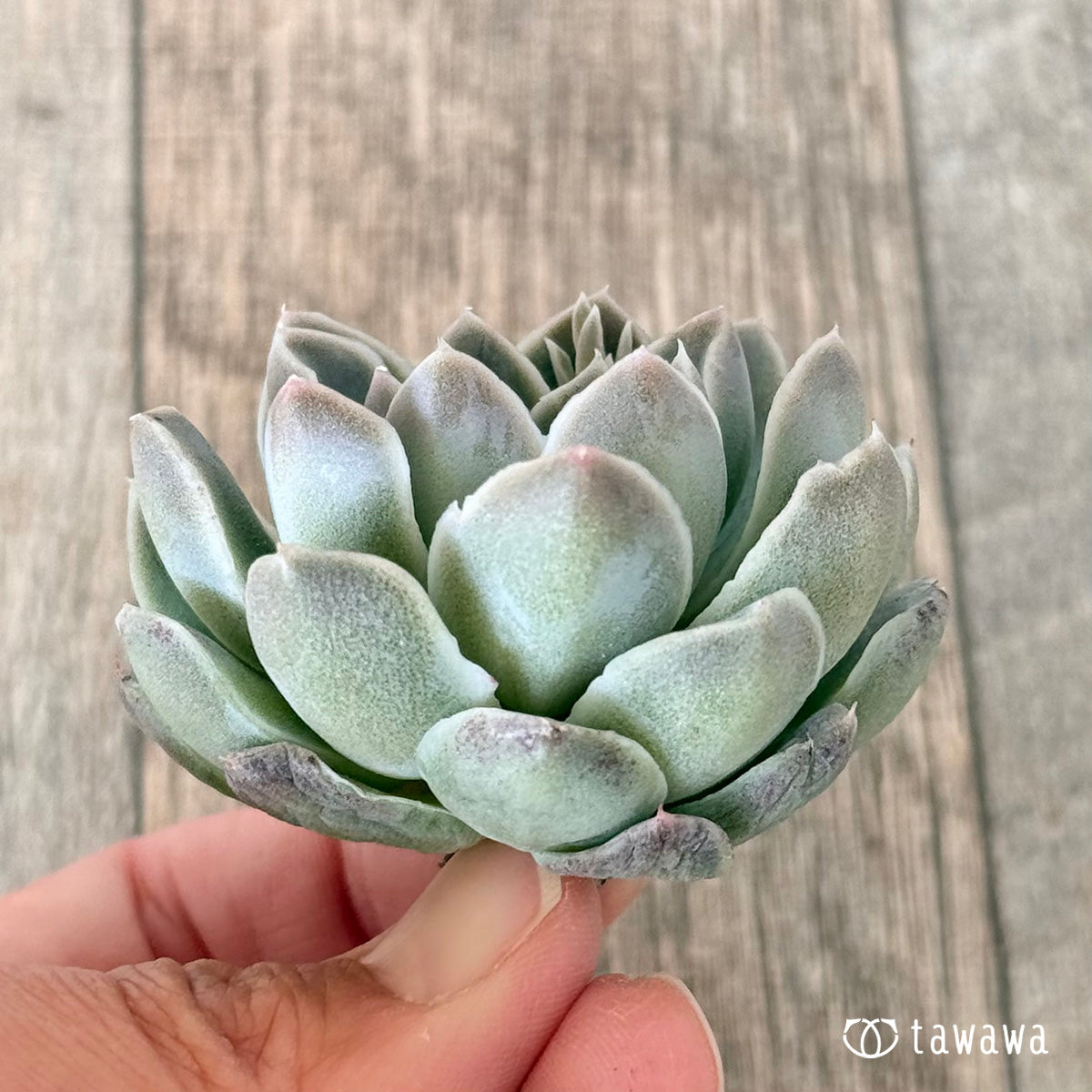 Echeveria &
