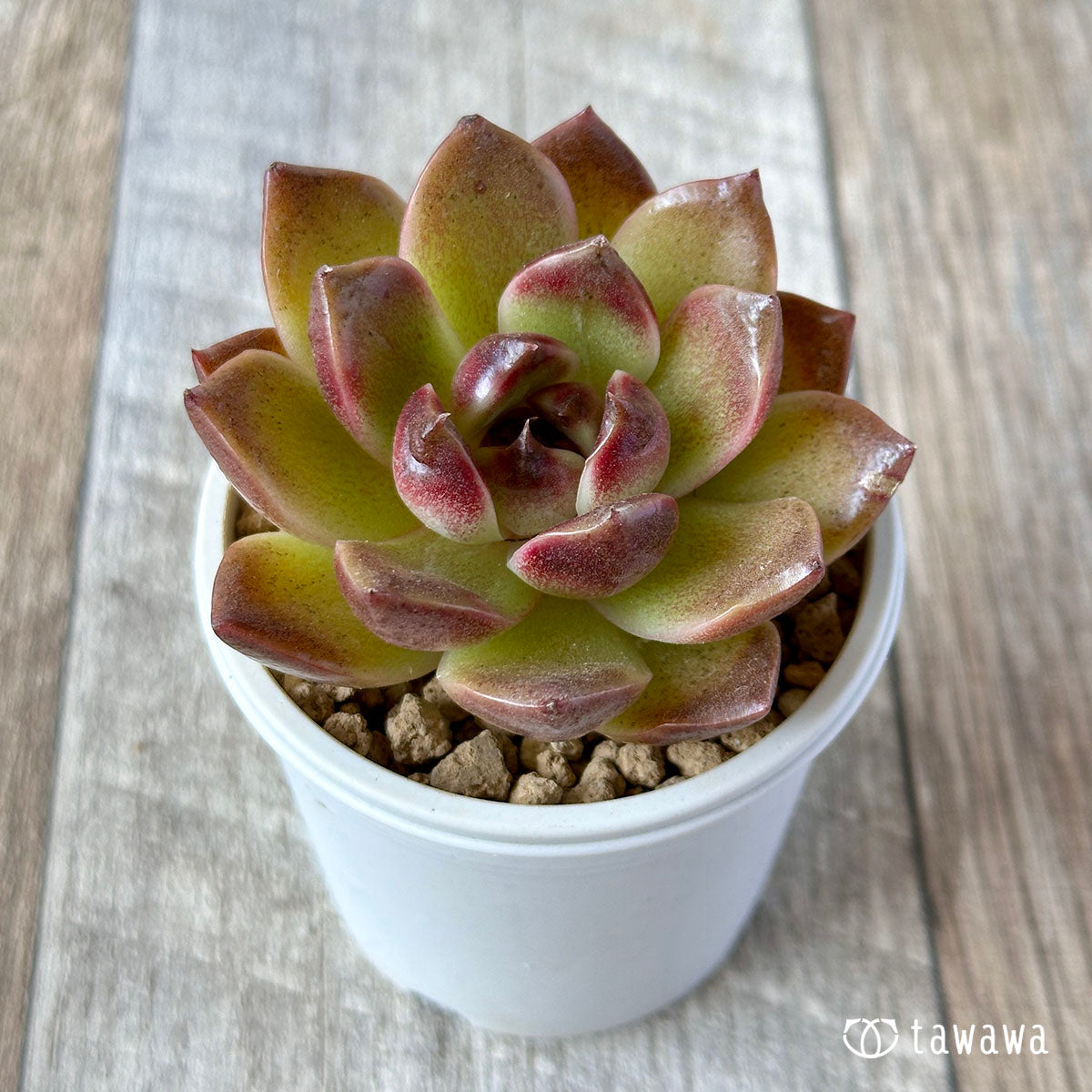 New Arrival* Cubic Frost