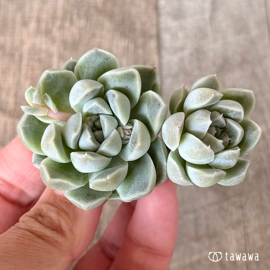 サンチェスカン【双頭苗】(エアーマジック農園苗)