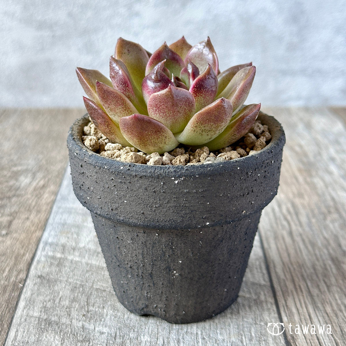 New Arrival* Cubic Frost