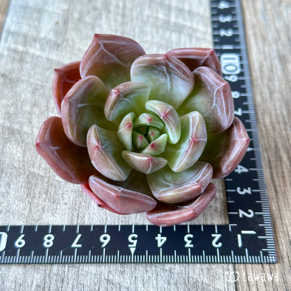 ピンクシャンペーン