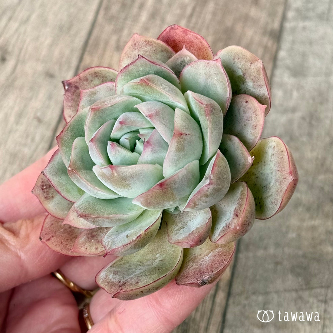 New Arrival* Cubic Frost