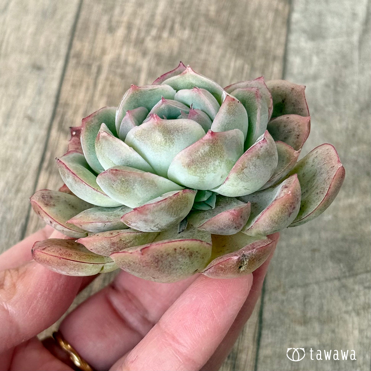 New Arrival* Cubic Frost