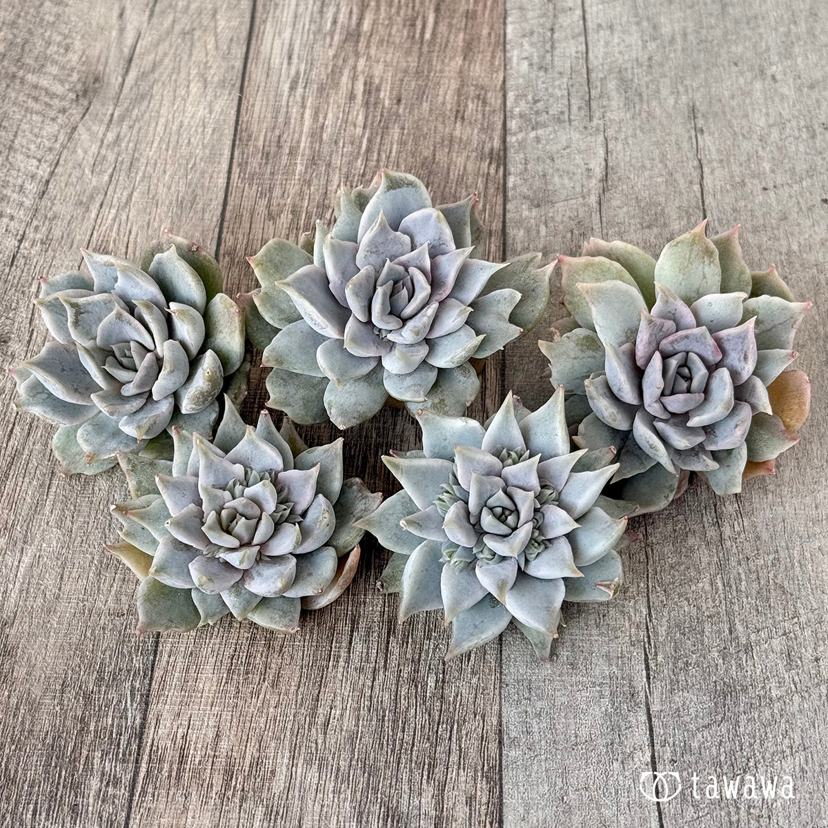 New Arrival* Cubic Frost