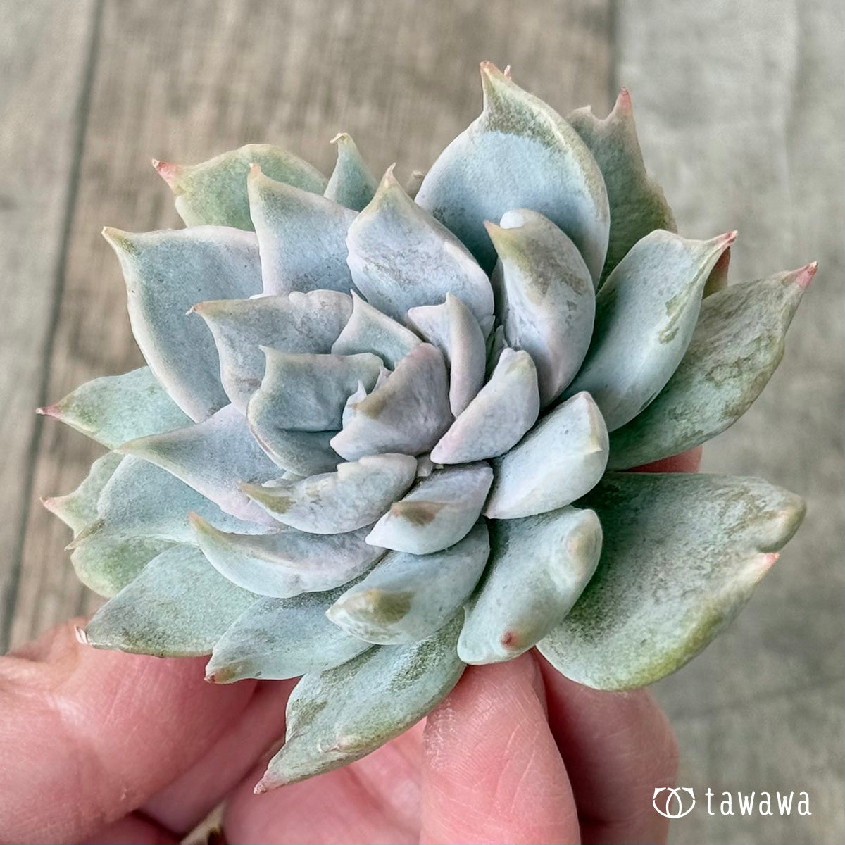 New Arrival* Cubic Frost