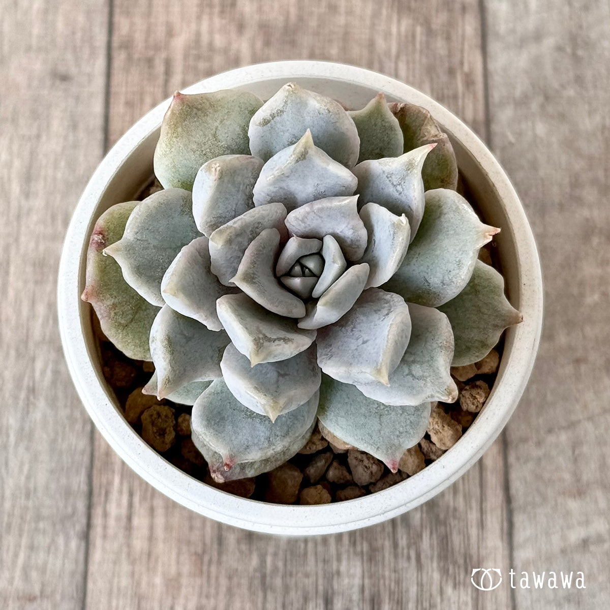 New Arrival* Cubic Frost