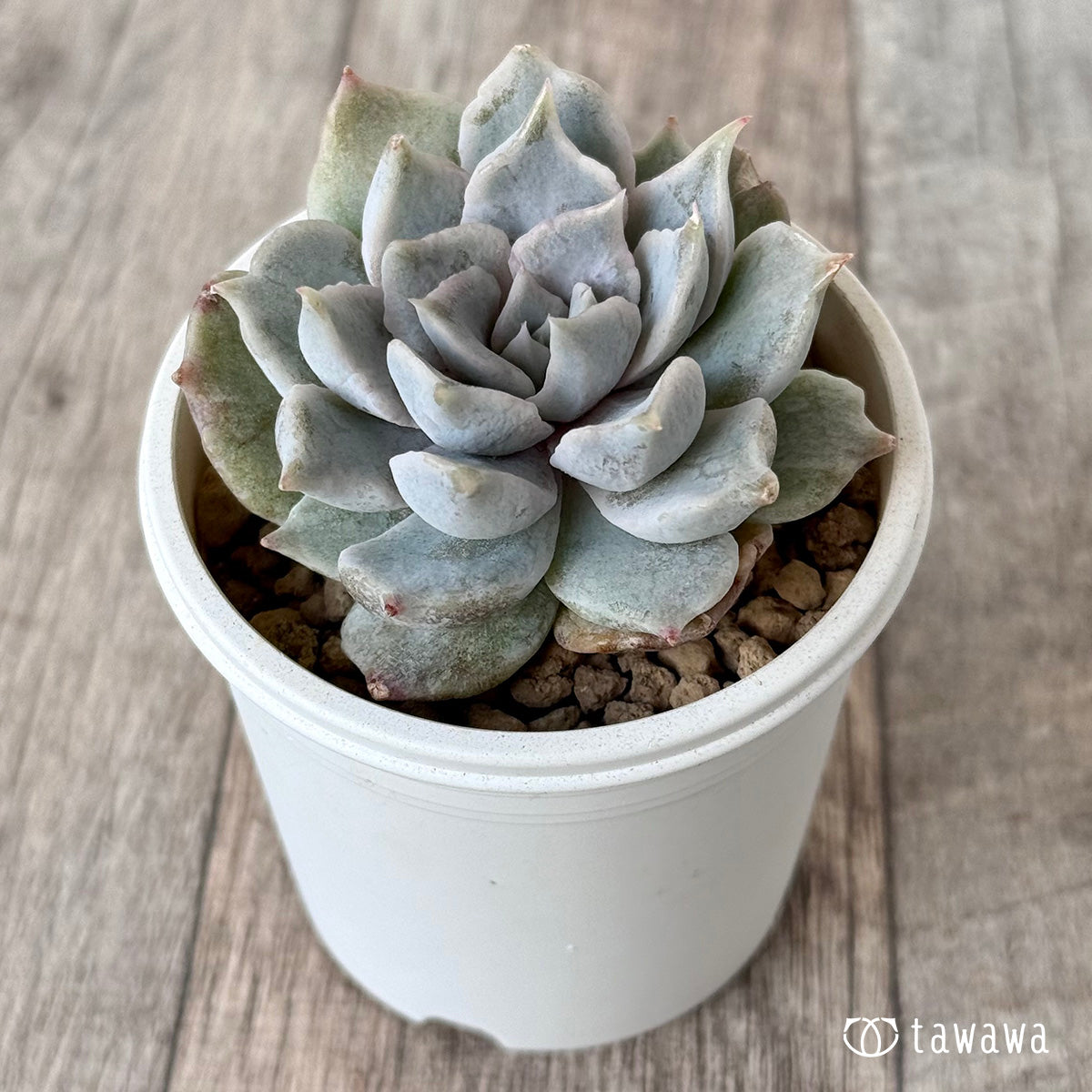 New Arrival* Cubic Frost