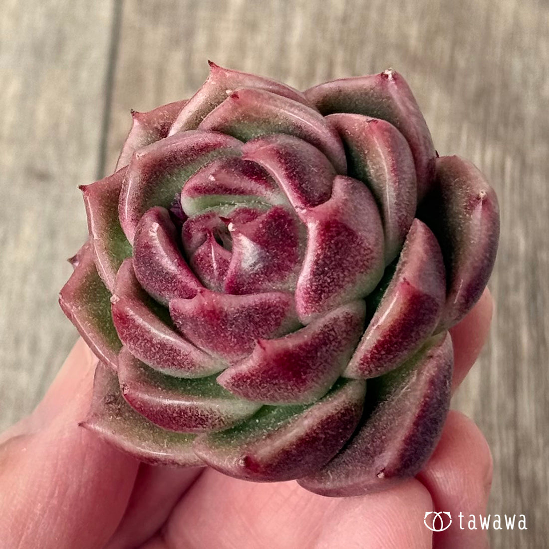 New Arrival* Cubic Frost