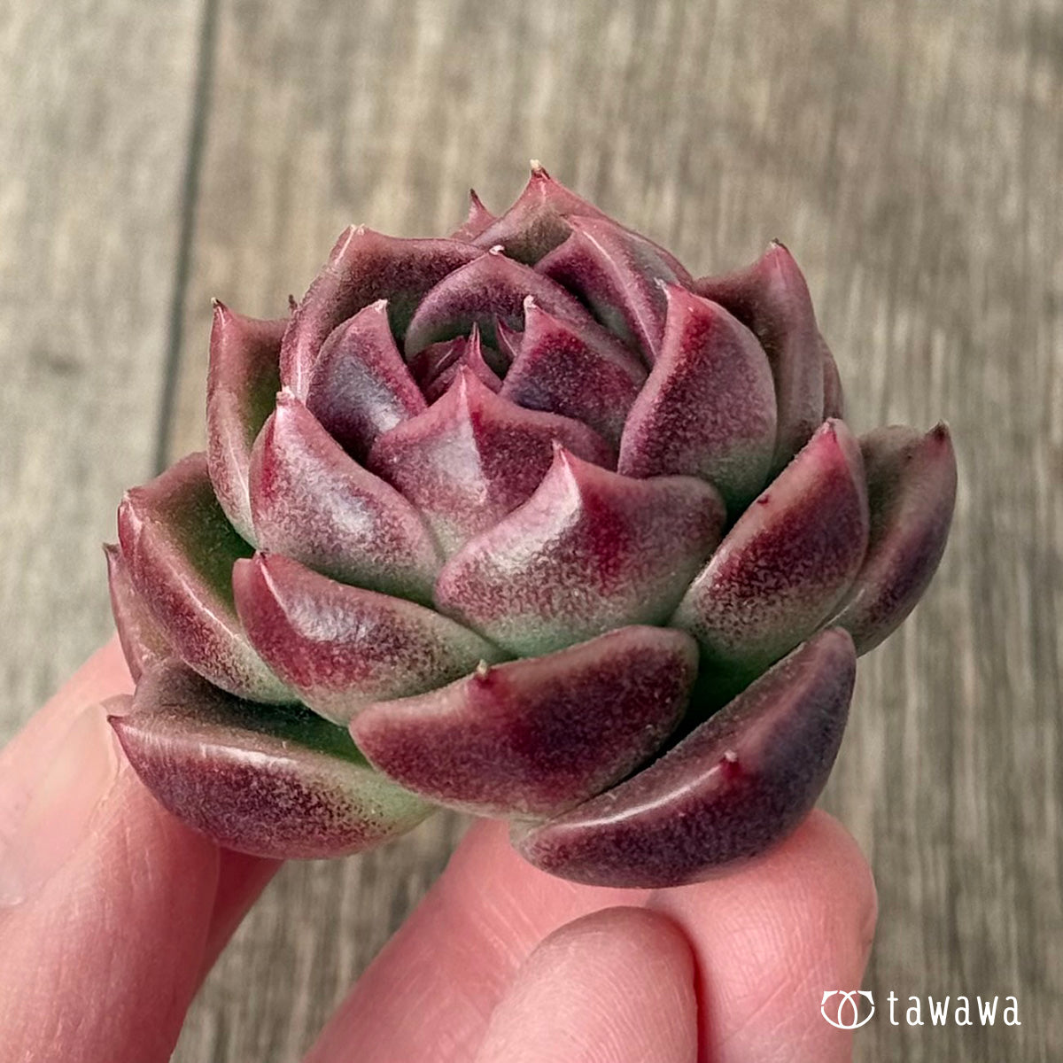 *新入荷* ボルドー