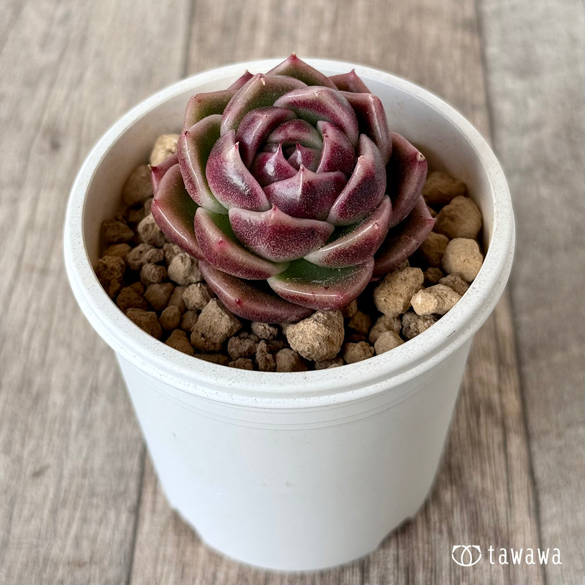 *新入荷* ボルドー