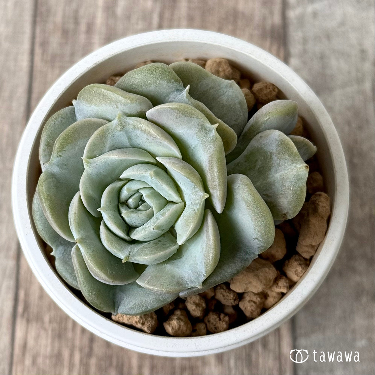 New Arrival* Cubic Frost