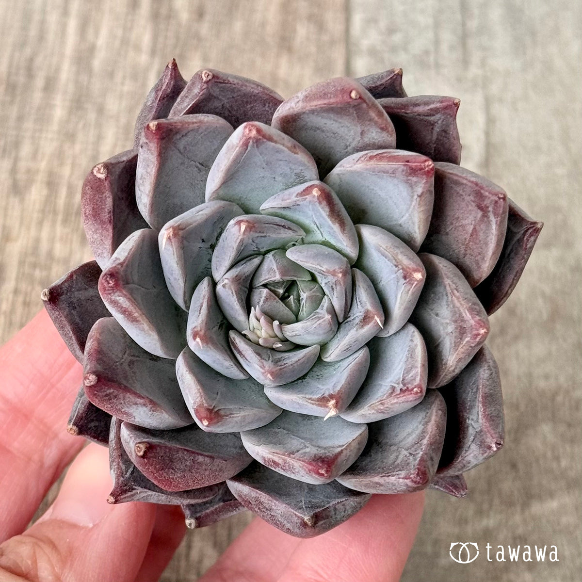 *新入荷* フレスコ