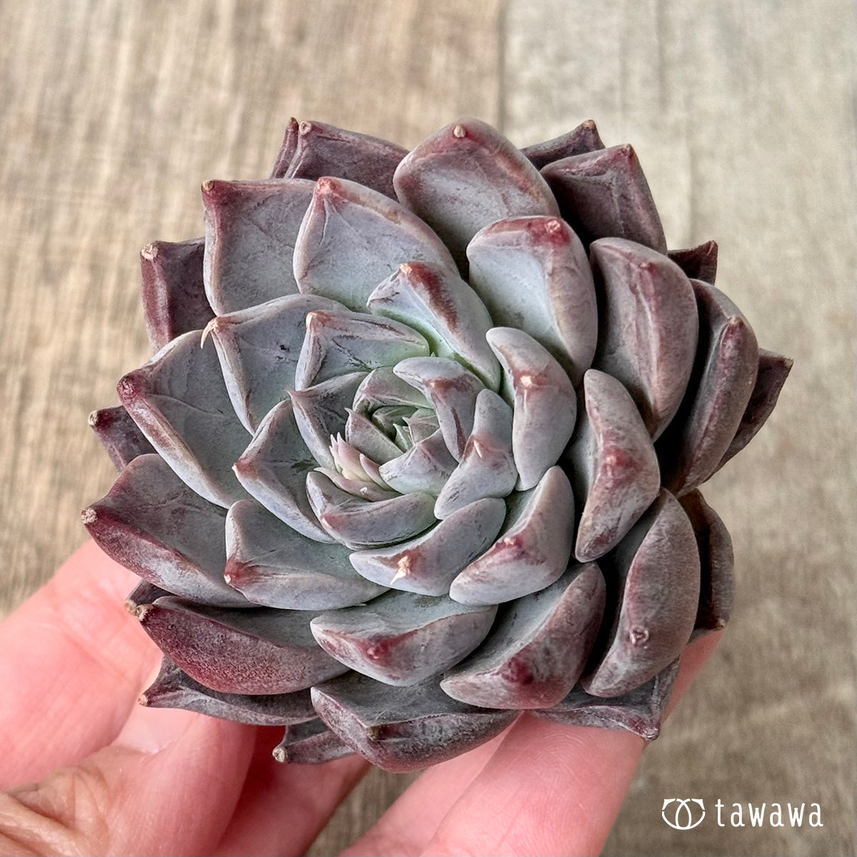 *新入荷* フレスコ