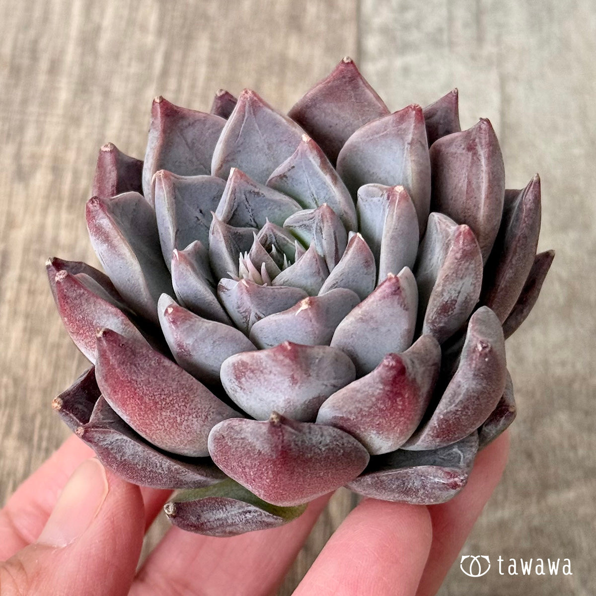 *新入荷* フレスコ